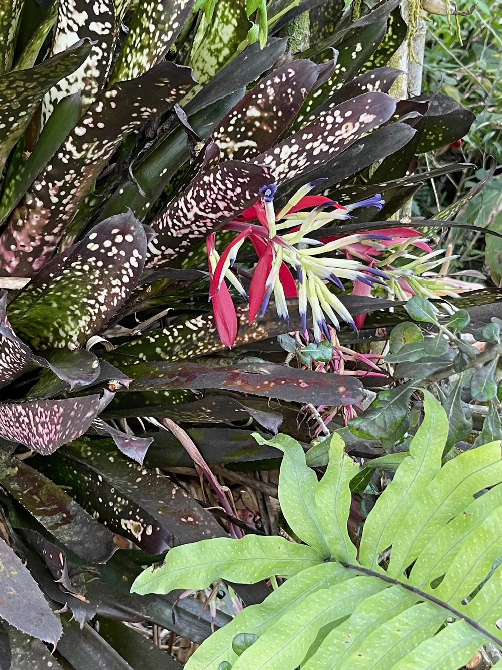 Billbergia 'Hallelujah' — Vintage Green Farms with Tom Piergrossi